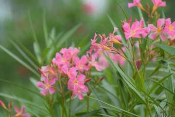 Fototapeta premium nerium oleander flower in garden, pink geranium on the garden, pink Waterkanon, Watrakanu, Minnieroot, Iron root, close up