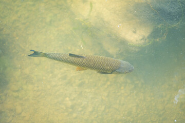 Forelle im Wasser