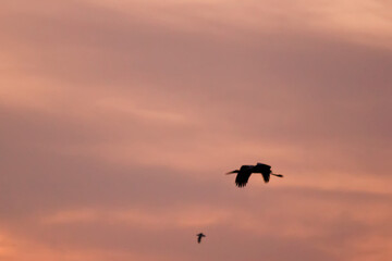 bird in the sky