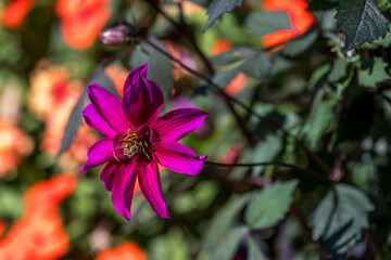 Bienen auf Blüte