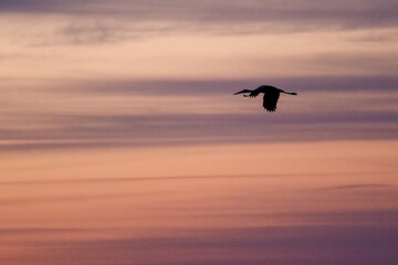 bird in the sky