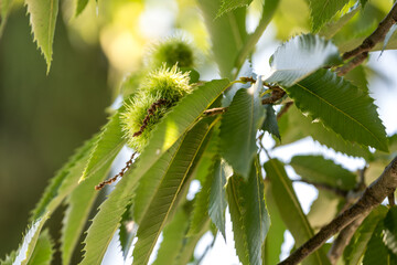 Edelkastanien am Baum