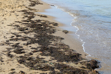Rotting seaweed at the edge of the beach in Sopot, Poland