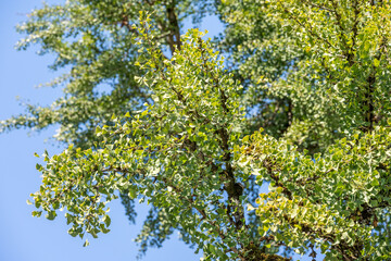 Ginkobaum