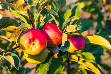 Reife Äpfel am Baum