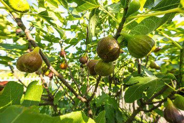 Reife Feigen am Baum