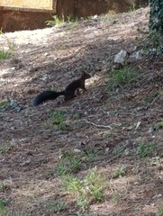 squirrel in  the forest