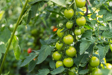 Solanum lycopersicum - green, unripe tomato fruits growing on a bush in the garden.