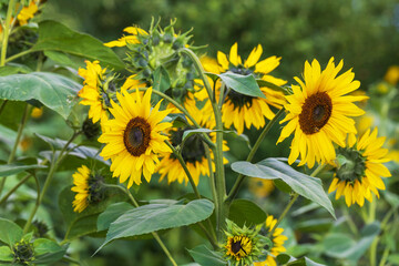 Sunflower flowers growing on a strong stem in a sunflower field.