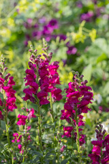 Antirrhinum majus - deep pink flowers growing in the garden with beautiful bokeh.