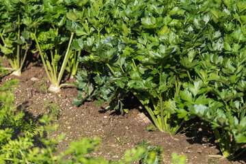 Apium graveolens - celery leaves growing in a garden bed.