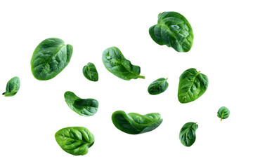 Falling fresh baby spinach leaves isolated on transparent background