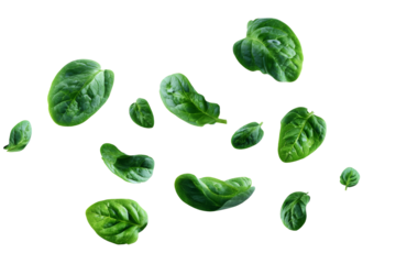 Falling fresh baby spinach leaves isolated on transparent background