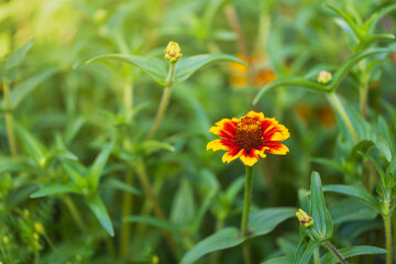 Tagetes - yellow-orange marigold flower growing in a flowerbed in the garden.