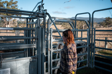 female australian farmer working in stock yards with a herd of cows, Hardworking Farmer Monitoring Cattle on a Rural Australian farm. innovation in agriculture with regenerative organic farm