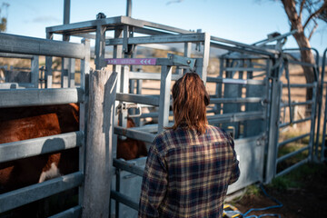 female australian farmer working in stock yards with a herd of cows, Hardworking Farmer Monitoring Cattle on a Rural Australian farm. innovation in agriculture with regenerative organic farm