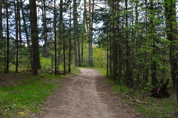 Obraz premium empty Dirt Road Through a Lush Forest Scene