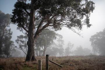 female farmer reeling a electric fence a farm putting up a steel post fence with high tensile wire...