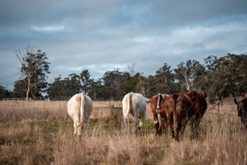 beautiful cattle in Australia  eating grass, grazing on pasture. Herd of cows free range beef being regenerative raised on an agricultural farm. Sustainable farming