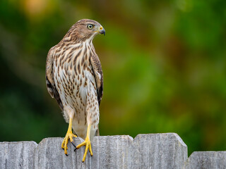 juvenile cooper's hawk perched on a wooden fence