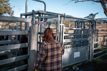 female australian farmer working in stock yards with a herd of cows, Hardworking Farmer Monitoring...
