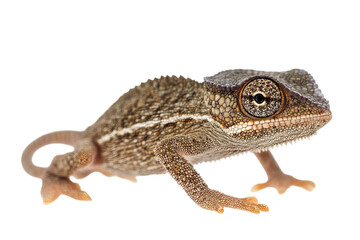 Obraz premium Close-up of a textured lizard with intricate patterns and a striking eye.