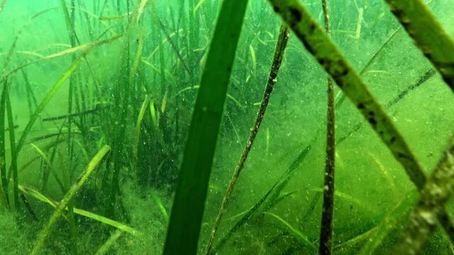 Biocenosis of higher aquatic vegetation in the Black Sea, macrophyte Zostera marina