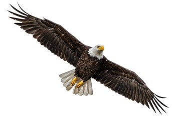 Fototapeta premium Bald Eagle in Flight with Spread Wings Against White Background