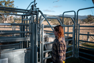 female australian farmer working in stock yards with a herd of cows, Hardworking Farmer Monitoring Cattle on a Rural Australian farm. innovation in agriculture with regenerative organic farm