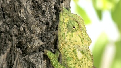 Close up of a chameleon climbing on a tree trunk in its natural habitat - Powered by Adobe