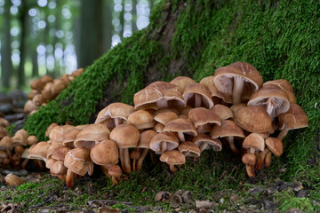 Gymnopus fusipes mushroom on the roots of tree. Known as Spindleshank. Group of poisonous mushrooms in the oak forest.