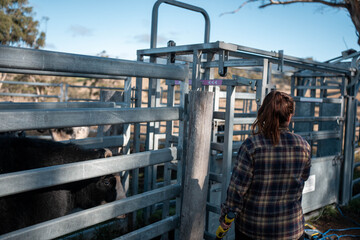 female australian farmer working in stock yards with a herd of cows, Hardworking Farmer Monitoring Cattle on a Rural Australian farm. innovation in agriculture with regenerative organic farm