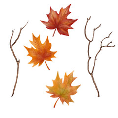 Watercolor clipart of bare tree branches with autumn maple leaves, hand-painted in natural style. Perfect for seasonal designs, invitations, cards, and fall decorations.