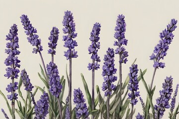 Lavender Flowers Botanical Illustration on Light Background