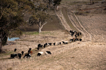 beautiful cattle in Australia  eating grass, grazing on pasture. Herd of cows free range beef being regenerative raised on an agricultural farm. Sustainable farming