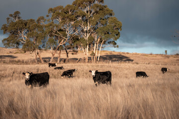 beautiful cattle in Australia  eating grass, grazing on pasture. Herd of cows free range beef being regenerative raised on an agricultural farm. Sustainable farming