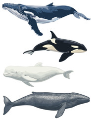 Whales Vector, Humpback Whale, beluga, Killer Whale and gray whale isolated