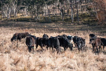 beautiful cattle in Australia  eating grass, grazing on pasture. Herd of cows free range beef being regenerative raised on an agricultural farm. Sustainable farming