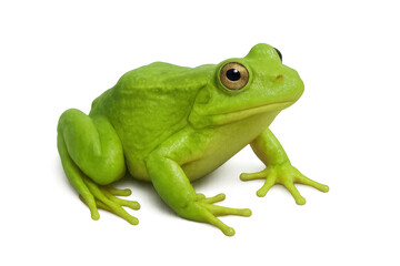 Green frog sitting on transparent background, wildlife amphibian