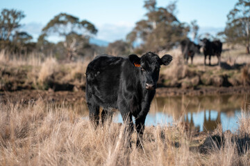 beautiful cattle in Australia  eating grass, grazing on pasture. Herd of cows free range beef being regenerative raised on an agricultural farm. Sustainable farming