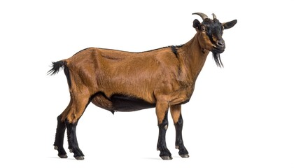 Elegant brown goat with a black beard stands gracefully against a stark white canvas