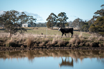 beautiful cattle in Australia  eating grass, grazing on pasture. Herd of cows free range beef being regenerative raised on an agricultural farm. Sustainable farming