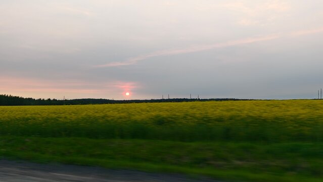 In motion, the green stems and yellow flowers of the rapeseed field merge into a single background. Behind the field stands a forest. The summer sun sets behind the horizon and paints the cloudy sky