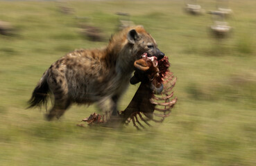 A motion blur image of Hyena carrying a wildebeest carcass at Masai Mara, Kenya