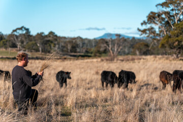 regenerative organic farmer, taking soil samples and looking at plant growth in a farm in a field. practicing sustainable agriculture good looking farmer. monitoring plant health