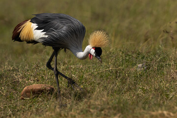 Portrait of a Golden crowned crane at Masai Mara, Kenya
