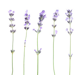Fototapeta premium Fragrant lavender flowers isolated on white, set