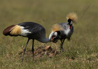A pair of African crowned cranes at Masai Mara, Kenya