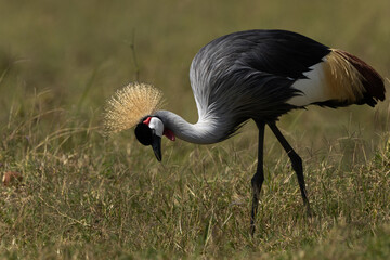 Portrait of a Grey crowned crane at Masai Mara, Kenya