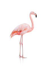 beautiful pink flamingo is highlighted on a transparent background
